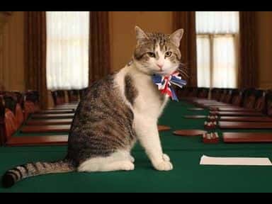 featured image for The Story of Larry the Cat: Chief Mouser to 10 Downing Street