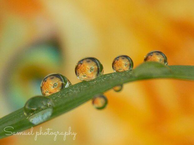 Cat reflection in water drops from home nature photography