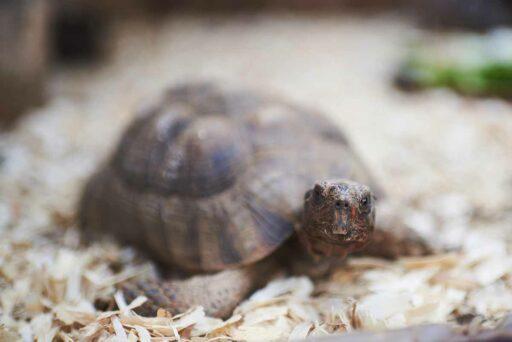 tortoise in African folktale