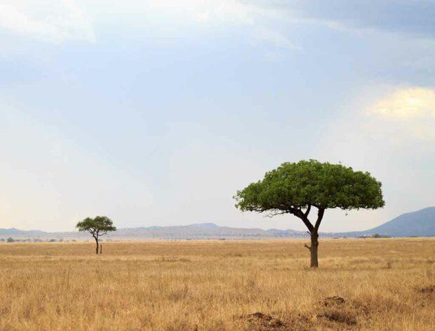 Serengeti National Park in Tanzania