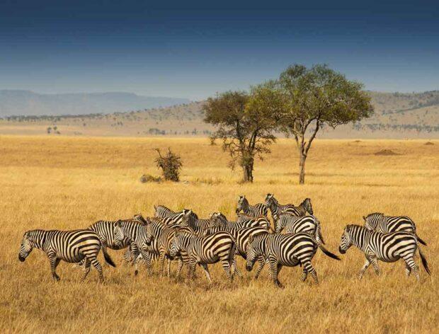 Zebras in Serengeti National Park