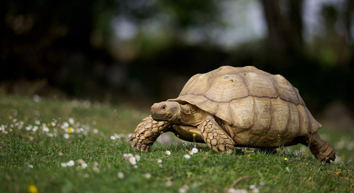 featured image for How the tortoise got a cracked shell