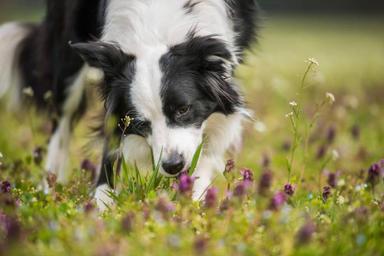 featured image for Why Do Dogs Eat Grass? Unraveling the Mystery