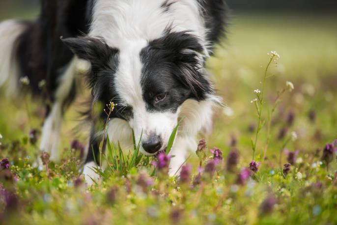 featured image for Why Do Dogs Eat Grass? Unraveling the Mystery